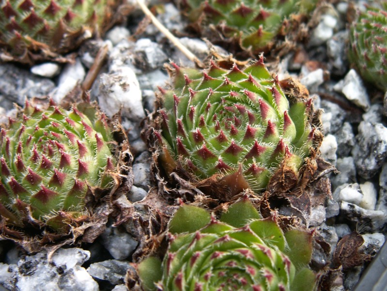 Bicolor ( III )