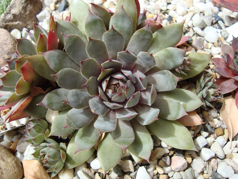 Blauer Harnisch
