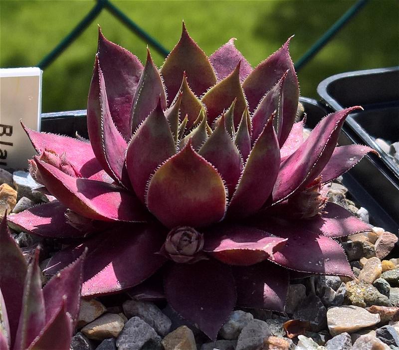 Blaues Blut