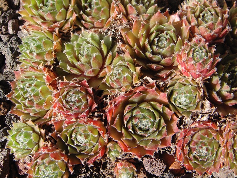 Berna