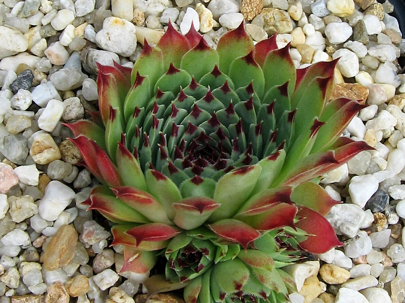 Bicolor