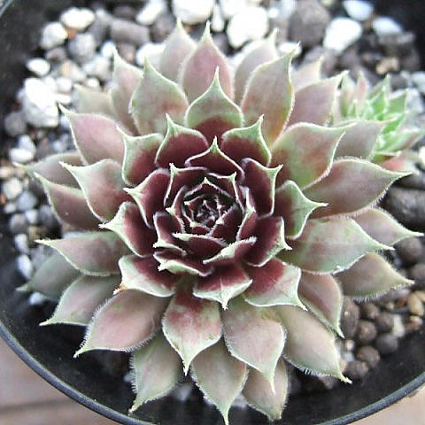 Black Prince