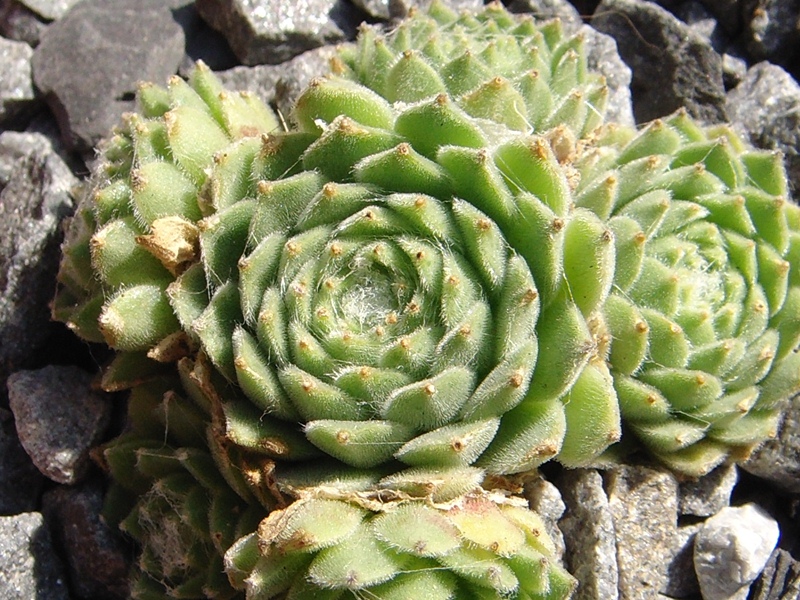 Deliane