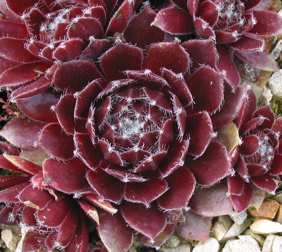 Delta