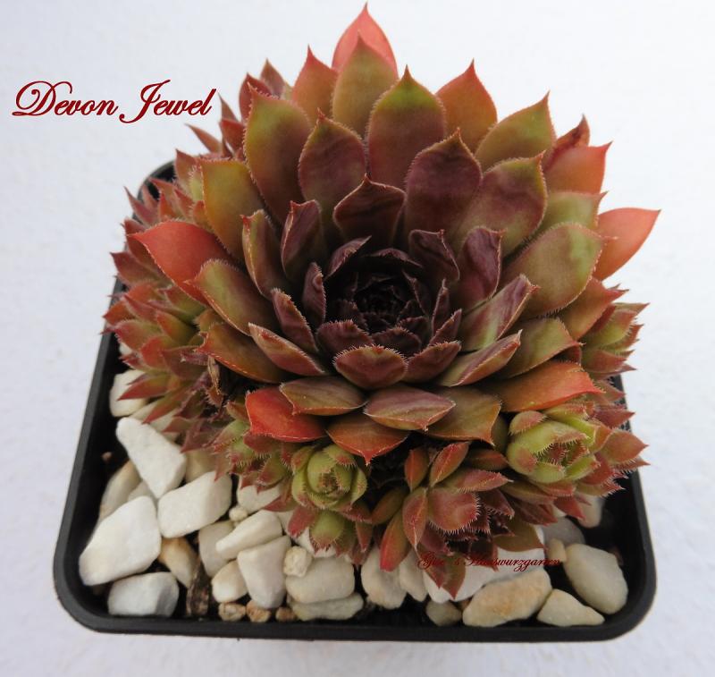 Devon Jewel