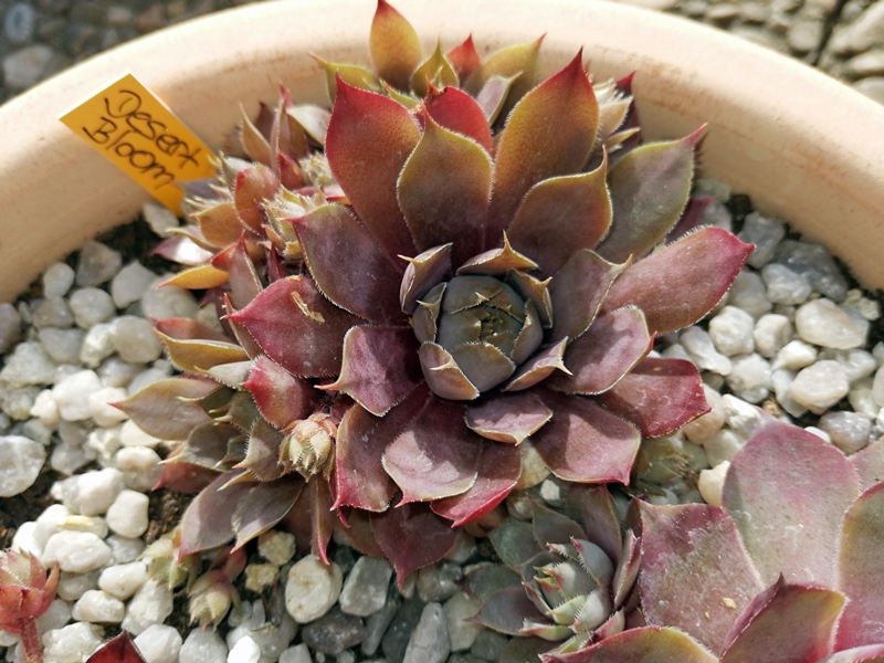 Desert Bloom
