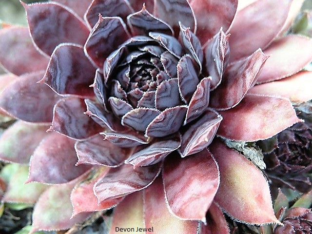 Devon Jewel