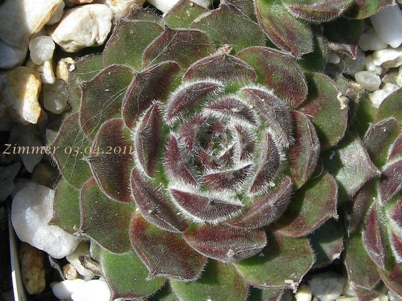 Markulinae