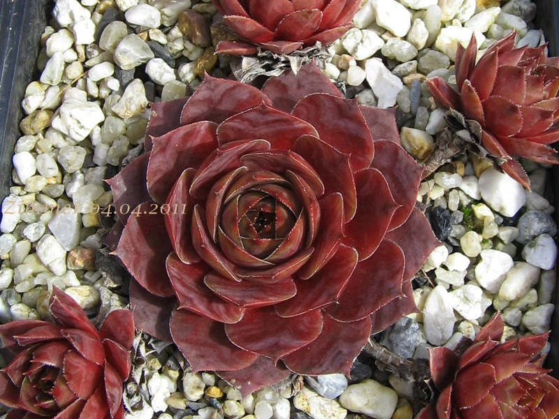 Marsala