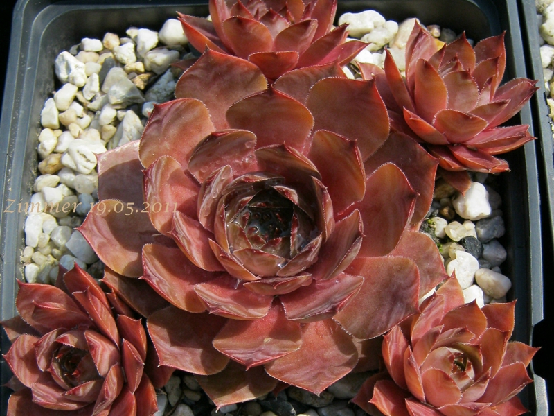 Marsala