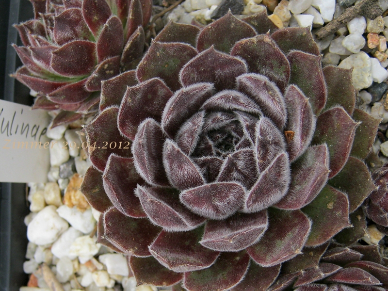 Markulinae
