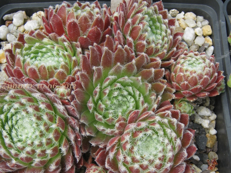 Moerkerk's Merit
