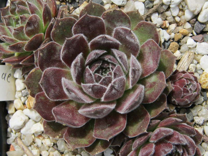 Markulinae