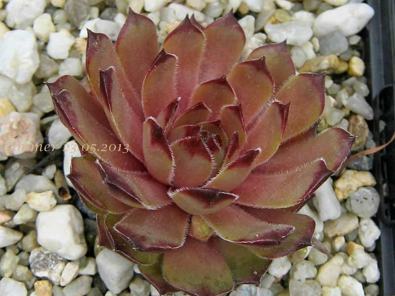 Melchiora