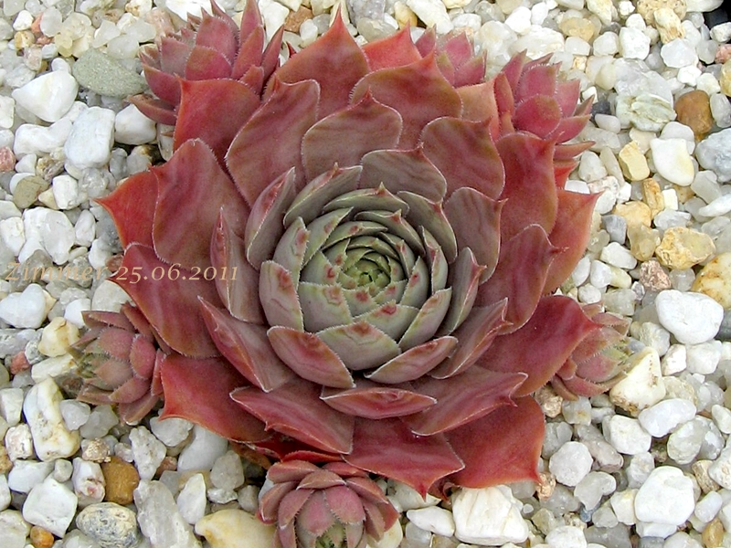 Marmalade