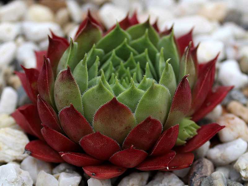 Marland Ruby