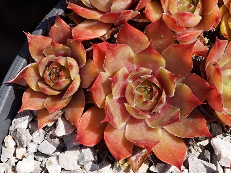 Marmalade