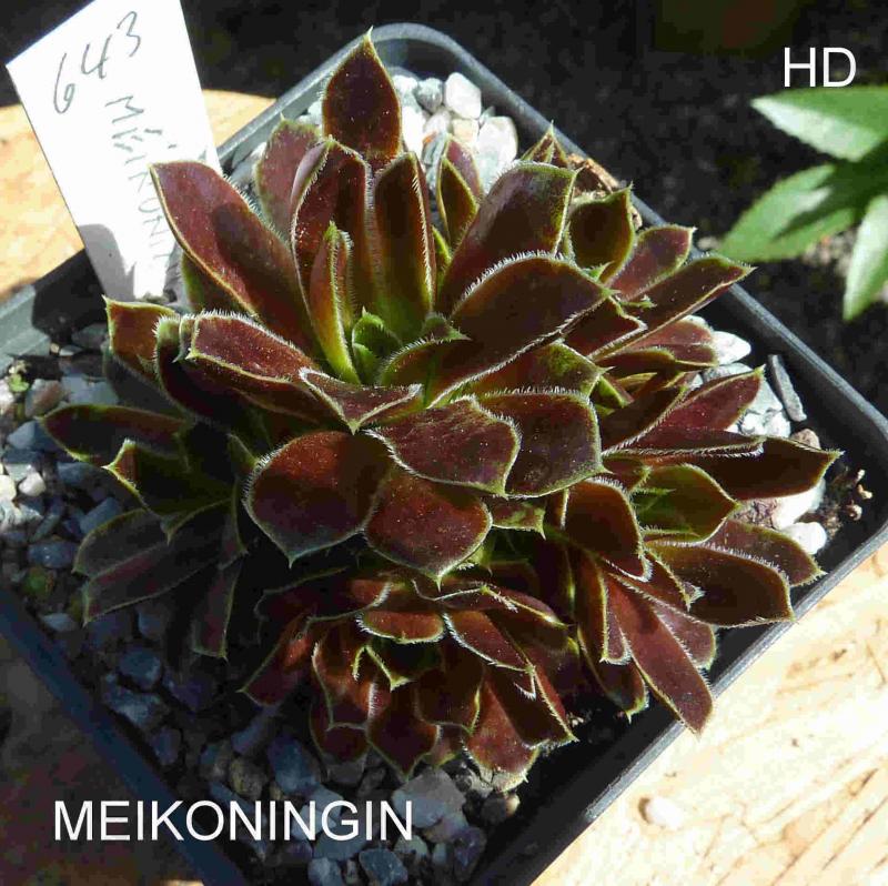 Meikoningin / Jovi
