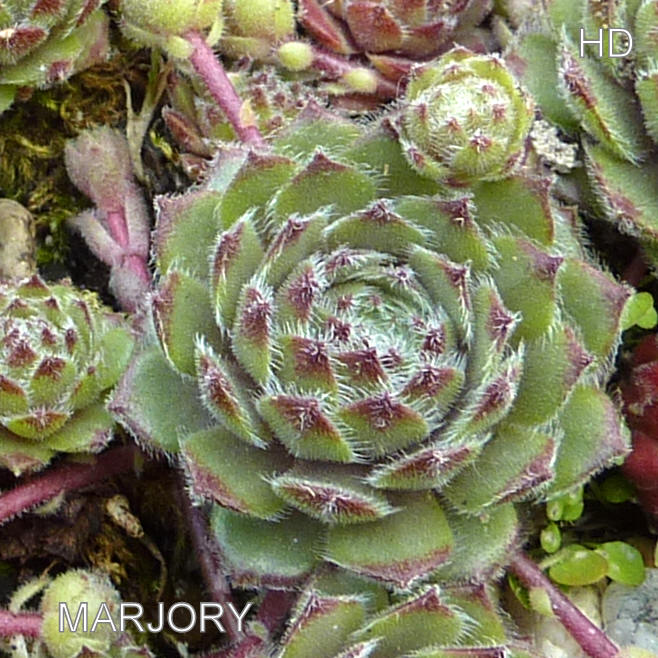 Marjory