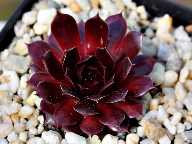 Marland Ruby