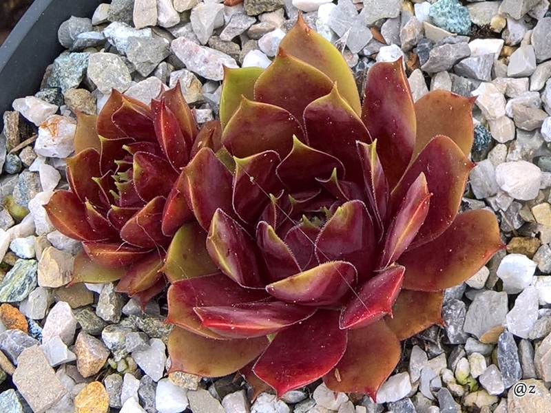 Marland Ruby