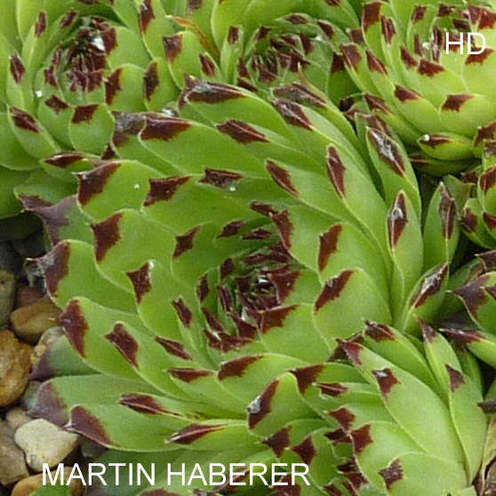 Martin Haberer