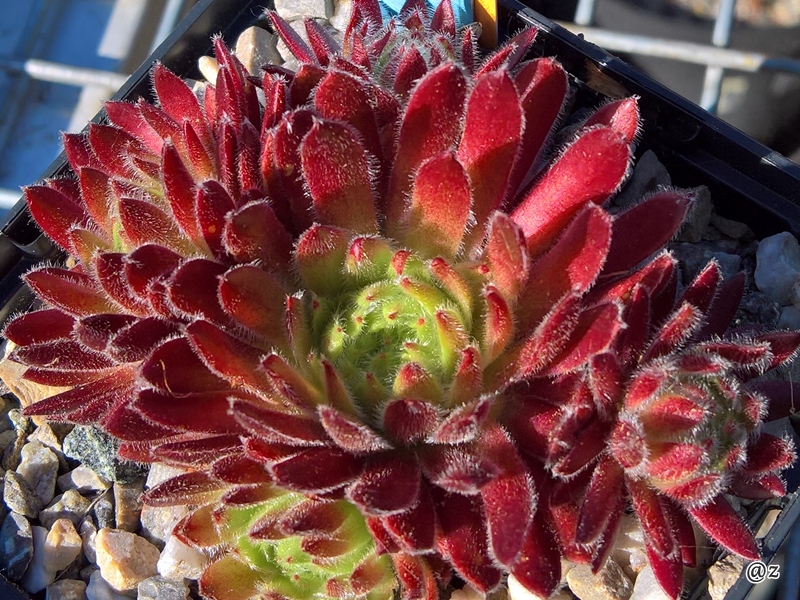 Apricot Blush