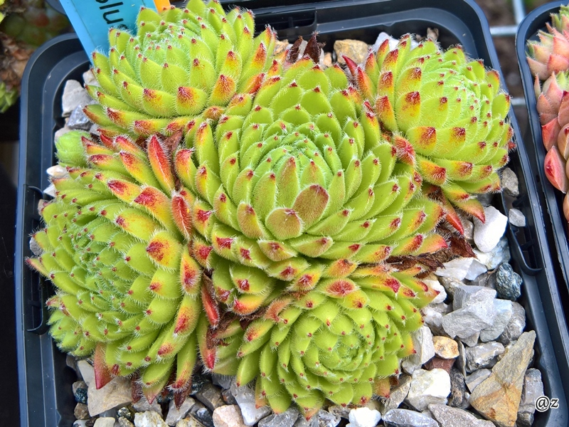 Apricot Blush