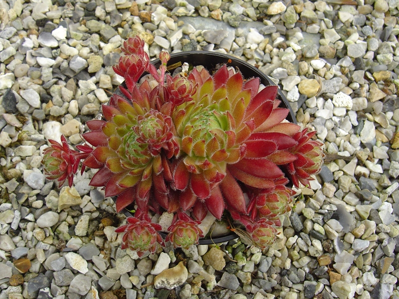 Apricot Blush