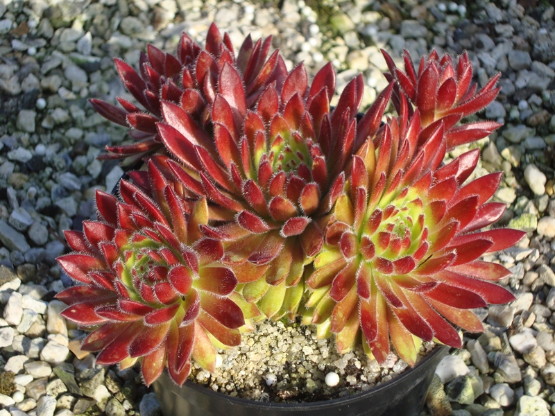 Apricot Blush