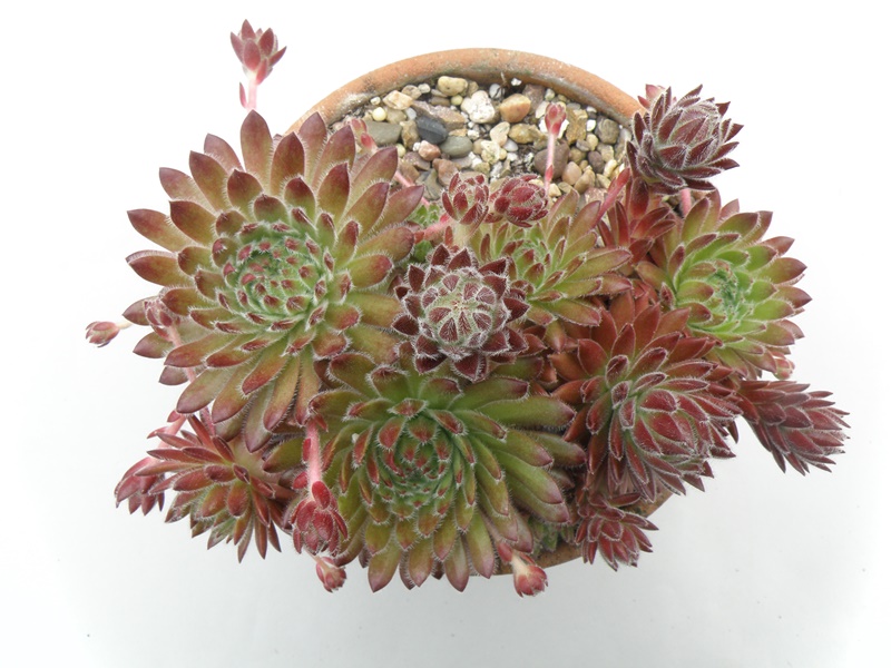 Apricot Blush