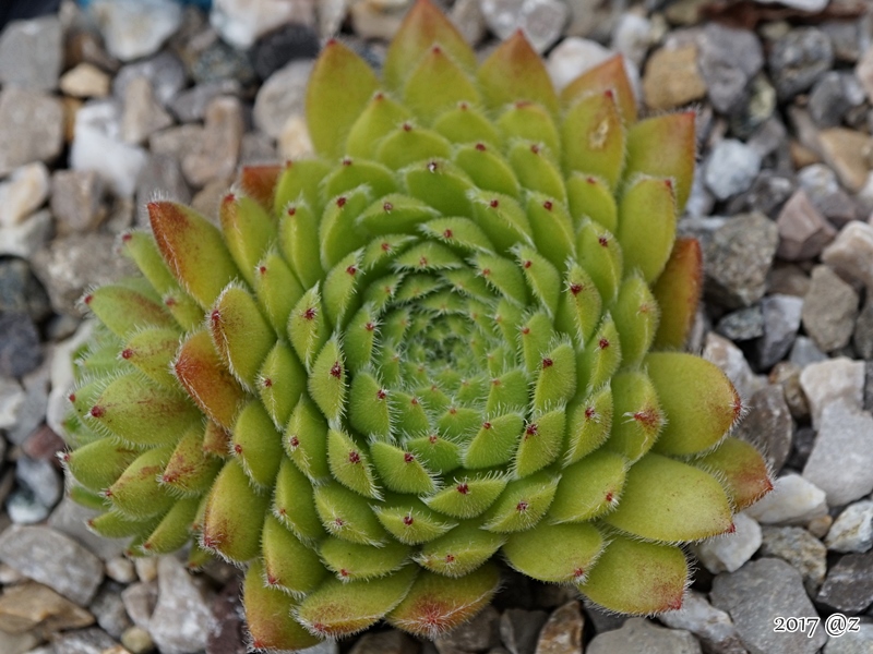 Apricot Blush