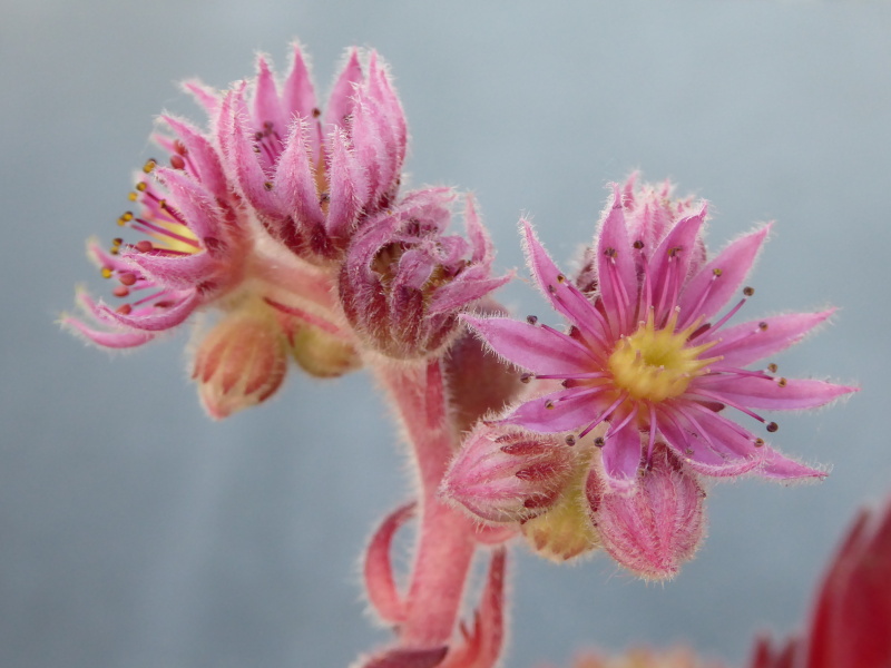 Apricot Blush