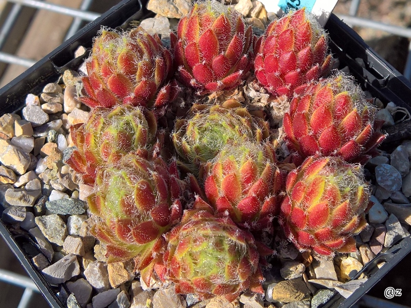 Apricot Dust