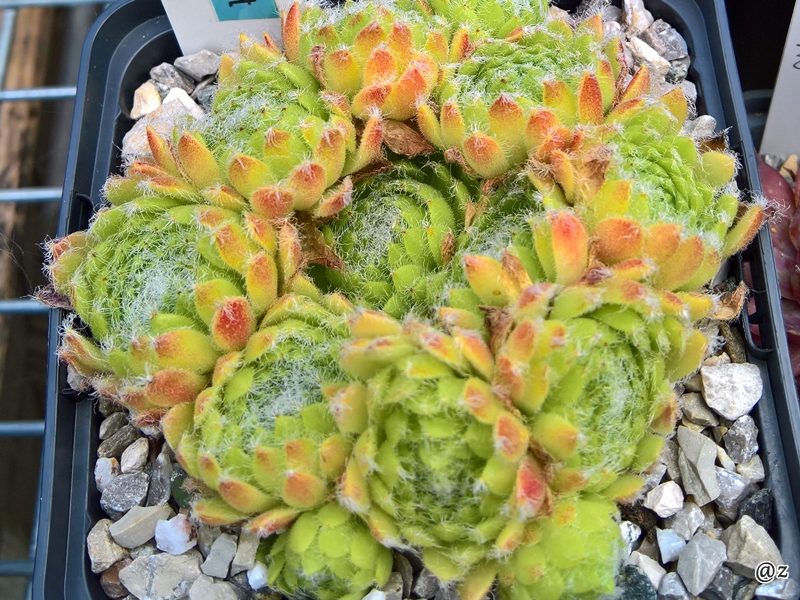 Apricot Dust