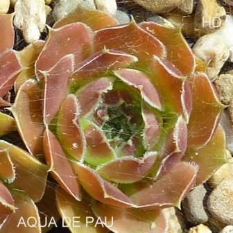 Aqua de Pau / Jovi