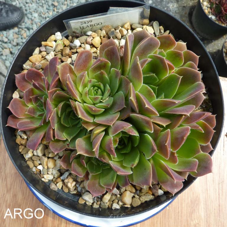 Argo / Jovi
