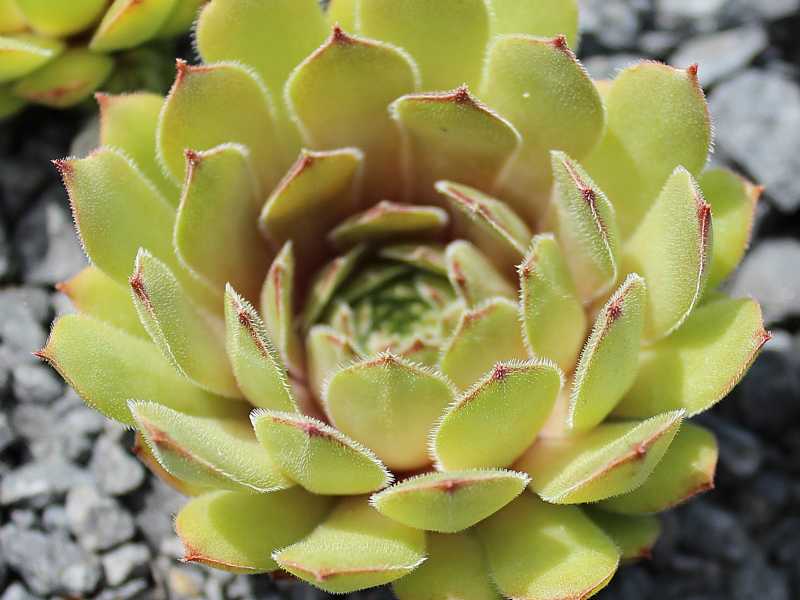 Argus Eye