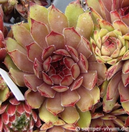 Argus Eye