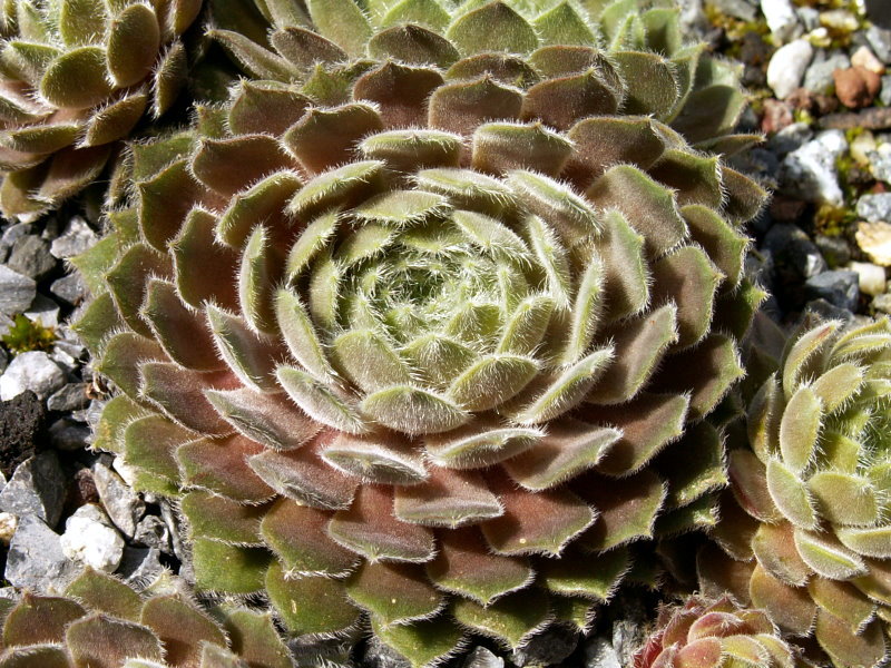 Artischocke