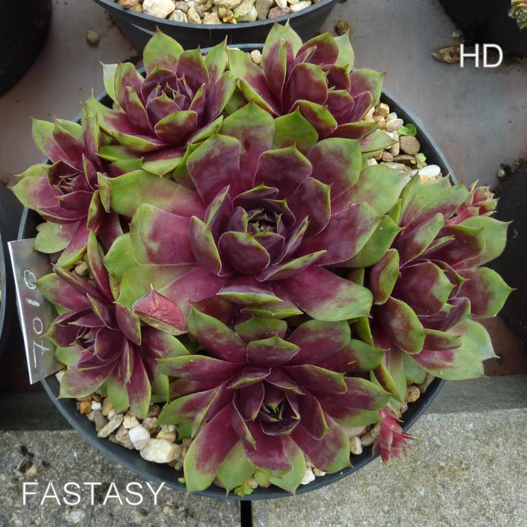 Fastasy