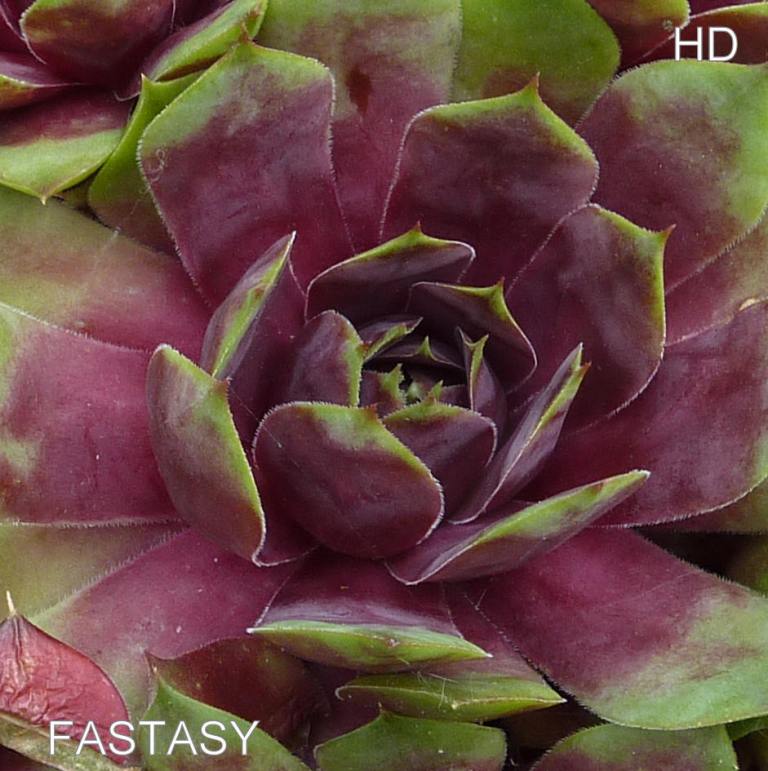 Fastasy