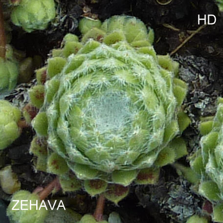 Zehava