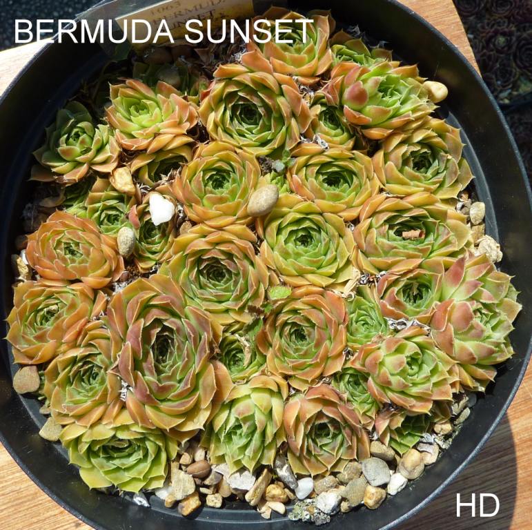 Bermuda Sunset / Jovi