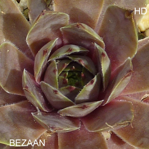 Bezaan