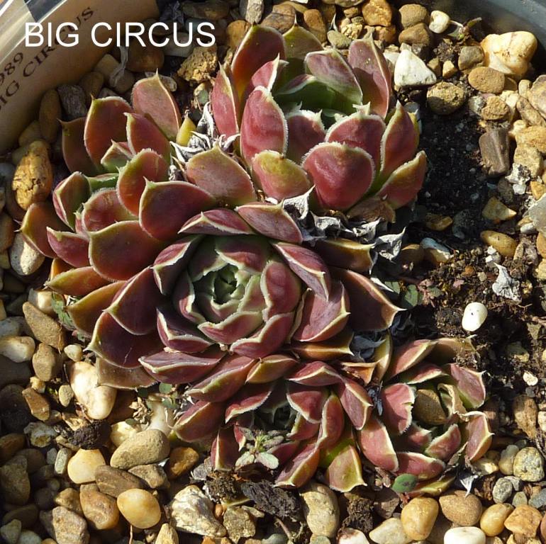Big Circus / Jovi
