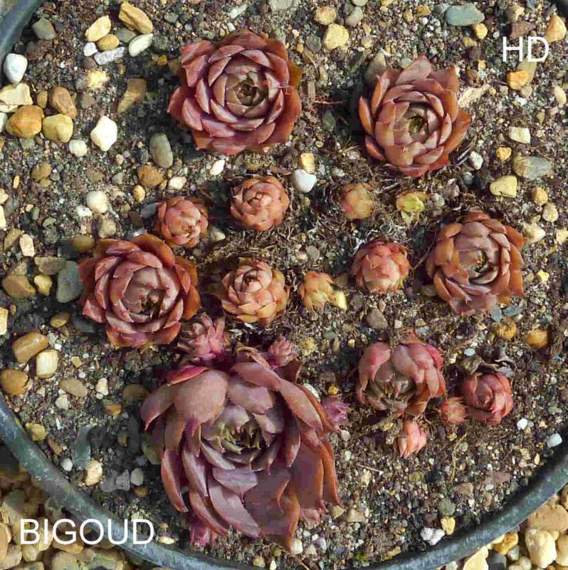 Bigoud