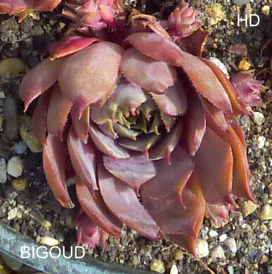 Bigoud