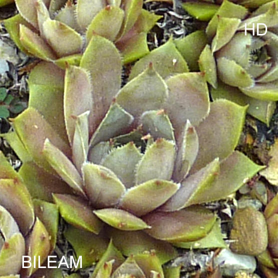 Bileam