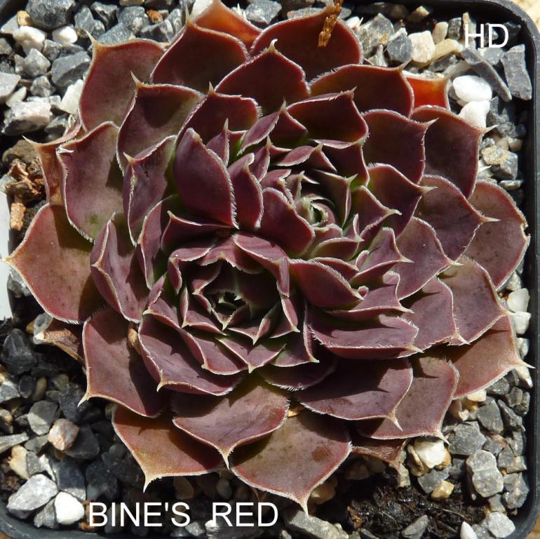 Bine's Red / Jovi